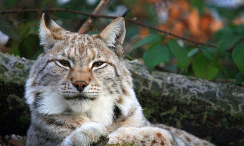 Luchse im Harz Luchse im Harz
